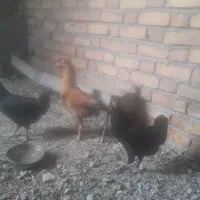 مرغ خروس جوان کوردی اصل