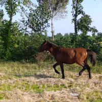 ۲راس اسب نر