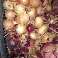 پیاز هدیه برانیازمند