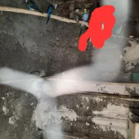 مرغ عشق|پرنده|هامون, |دیوار