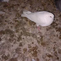 کبوتر سفید|پرنده|کبودرآهنگ, |دیوار