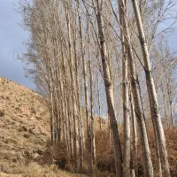 خرید  چوب خریدار چوب