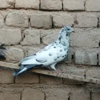 کبوتر|پرنده|بوئین زهرا, |دیوار
