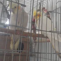 عروس هلندی