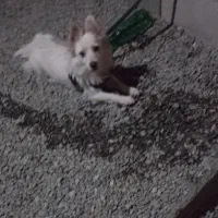 بهترین سگ پشمالو