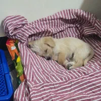 توله ۲ ماهه اشپیتز