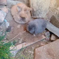 خرگوش لوپ اصیل|موش و خرگوش|گنبد کاووس, |دیوار