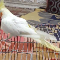 عروس ماده