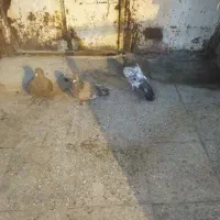 کبوتر برای فروش