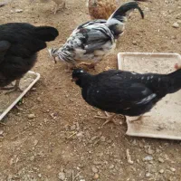 چند عدد مرغ و جوجه گلین