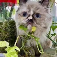 واگذاری گربه