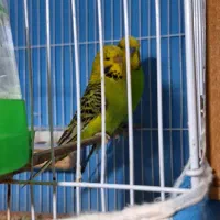 مرغ عشق انگلیسی مولد به شرط|پرنده|گرگان, |دیوار