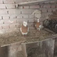 کبوتر طوقی|پرنده|ملکان, |دیوار