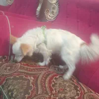 سگ اصیل