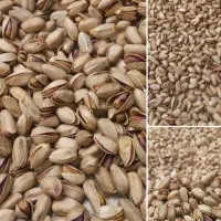 پسته تازه امسالی دهن باز بدون پوچ بودن  شاه پسند
