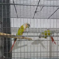 گرینچیک دایلوت کار داده جوان.