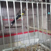 سهره یک سال نر|پرنده|تربت جام, جامی|دیوار