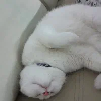 فروش گربه نر|گربه|یزد, |دیوار