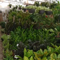 انواع گل‌های آپارتمانی ، باغچه ای،