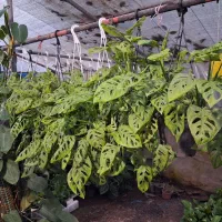 گل در گلکده نازنین|گل و گیاه طبیعی|رودسر, |دیوار