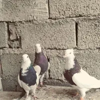 سه عدد طوقی‌