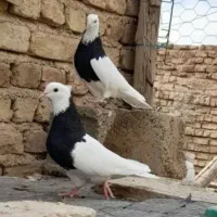 کبوتر طوقی و دمبی و سینه ای و ذاغ