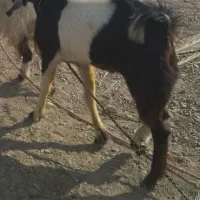 نری جوان و سرحال|حیوانات مزرعه|رودخانه, |دیوار