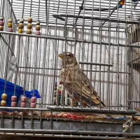 سهرشیرازی نر کلام دار