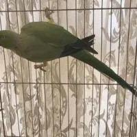 ملنگو نر تازه بالغ رام