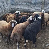 بره های خمیر قصابی.گوشت بره برای ماه رمضان گوسفند