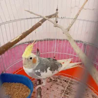 پرنده سالم
