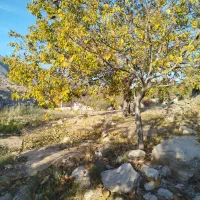 فروش زمین باغچه سادات|فروش زمین و ملک کلنگی|سرفاریاب, |دیوار