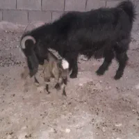 بز وبزغاله|حیوانات مزرعه|دهلران, |دیوار