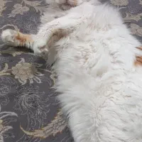 گربه ترکیش|گربه|بندرعباس, |دیوار