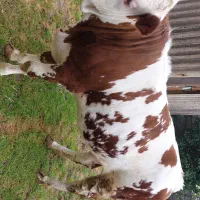 تلیسه سیمینتال