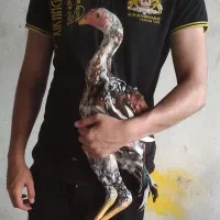 لاری|حیوانات مزرعه|بندر ترکمن, |دیوار