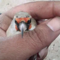 یک عدد سهره کرمانی