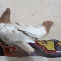 کبوتر فروشی
