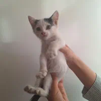 واگذاری گربه