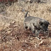 توله سراب افغان