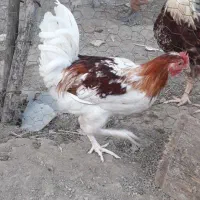 جوجه مرغ و خروس|حیوانات مزرعه|آستانه اشرفیه, |دیوار