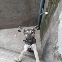 سگ ماده دلبر