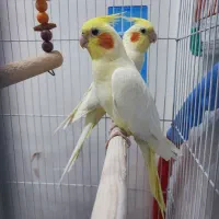 یک جفت عروس هلندی لوتینو با قفس