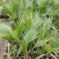 حراج نشا پالم واشنگتن تنه قرمز