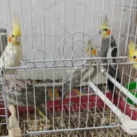 عروس هلندی