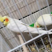 عروس هلندی مولد