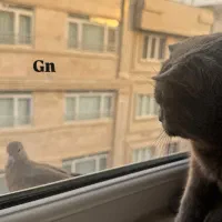 گردو ی خشکلمون اسکاتیش بلو ماده ۱ سالشه|گربه|اسلامشهر, شهرک مفیدی|دیوار