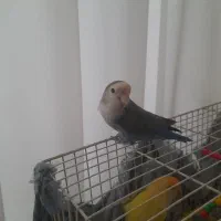 فروش عروس هلندی با کوتوله برزیلی و فنچ با وسایل