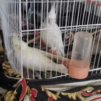 دو عدد عروس هلندی ماده