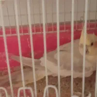 عروس هلندی و طوطی برزیلی|پرنده|تهران, مسعودیه|دیوار